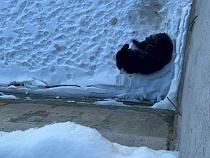 В Калининграде у острова Канта спасали погибавшую на льду собаку