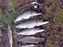 В Калининградской области массово пошла щука