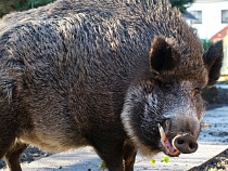 Поляки готовятся истребить  популяцию кабана
