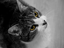 Калининградка подворовывала у соседки украшения, прикрываясь котом