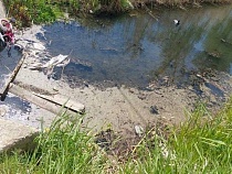 В Зеленоградске загадили реку Тростянку у Малиновки