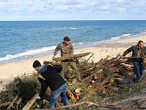 Более 100 человек восстанавливали прорывы авандюны на Куршской косе