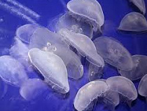 Черноморские медузы атакуют прибрежную полосу Крыма