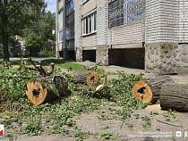 Для капремонта улицы в Советске срубили 33 гнилых дерева