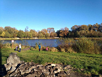 Мэрия опубликовала список вырубки 194 деревьев за декабрь