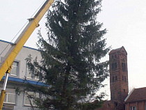 В Калининградской области набирают популярность искусственные новогодние ели