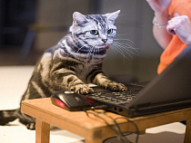 Коты захватили интернет-пространство