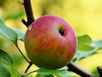 В яблоневом саду под Калининградом пройдет чемпионат по кроссу