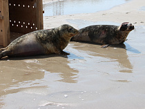 Калининградский зоопарк выпустил тюленей в Балтийское море (видео)