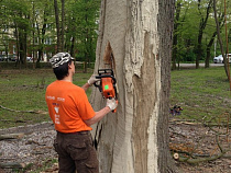 «Императорский» дуб в Зеленоградске лечат антибиотиками