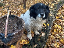 Калининградскую область охватывает грибная немота