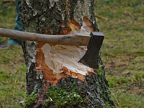 Калининградец, вырубивший ясеней на 90 тыс. рублей, пошёл под суд