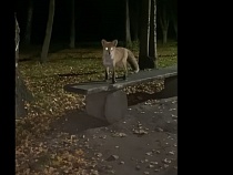 В Черняховске в парке Победы сняли на видео учёную лису
