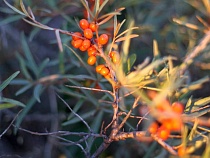 В Калининградской области берега моря облепили тонны ягоды счастья