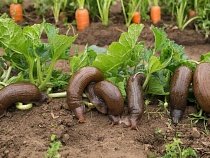 Калининградскую область предупредили о взрывном нашествии слизней