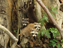 Енот из калининградского зоопарка показала своих детенышей