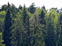 В Калининградской области за год решили высадить более 60 тысяч деревьев