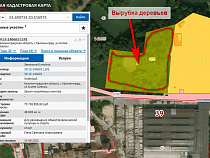 У стадиона «Локомотив» в Калининграде вырубят 112 деревьев