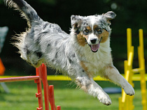 Калининградских собачек будут тренировать на спецплощадке стоимостью более миллиона рублей