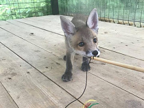 Лисёнок Куршик предскажет исход матчей ЧМ-2018