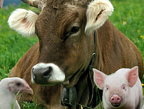 Калининградские сельхозпроизводители получат государственные субсидии