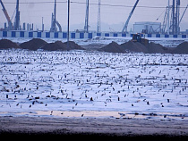  На острове Октябрьский создадут 17 новых улиц