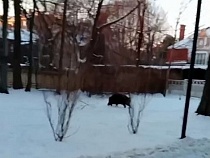 Пришелец с косы наводит ужас на жителей Зеленоградска 