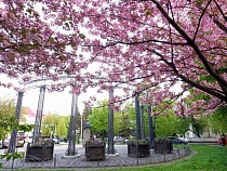 Названы места цветения сакуры в Калининграде