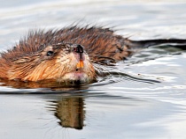 Жители Чкаловска попросили спасти их ондатру