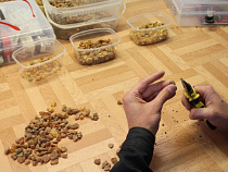 В Калининградской области обработку янтаря доверили заключенным