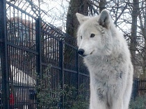 В Калининграде умер волк-долгожитель Акела