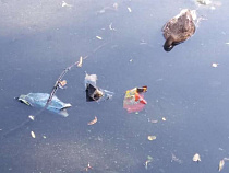 В пруду парка «Юность» нашли дохлых уток (фото)