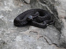 Названо число укушенных змеями в Калининградской области