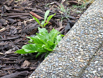 Новому директору МБУ «Благоустройство» в Советске поручили бороться с сорняками