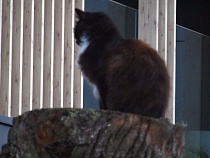 От исполнителя песен на променаде в Зеленоградске отвернулся даже кот