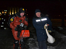 В Калининграде спасли замерзающего лебедя