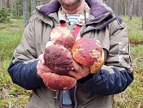 Грибники снова открыли грибной сезон в Калининградской области