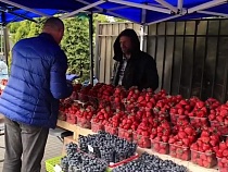 Борьба против запретной клубнички в Калининграде превращается в бег по кругу