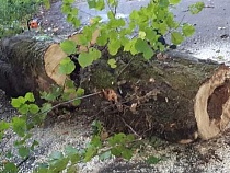 Дятлова рассказала о спасении 24 деревьев, приговорённых ГИБДД  