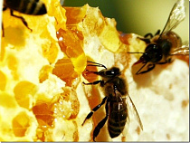 Калининградские пчеловоды получат поддержку города