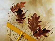 Активную калининградскую молодежь приглашают принять участие в массовом субботнике на Балтийской косе