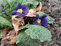 В Калининграде за 6 дней до Нового года началась аномалия