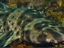 За рождением акулёнка из Музея Мирового океана можно понаблюдать в онлайн-режиме