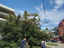 Эколог: ради нового ТЦ на Пролетарской вырубят дерево из Красной книги