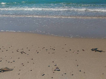 Берега Балтийского моря в Калининградской области усеяны погибшими птицами