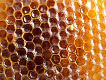 Россельхознадзор выявил фальсификаты, антибиотики и нитрофураны в российском мёде