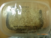 В Калининград из Москвы на поезде ехала живая рептилия без документов