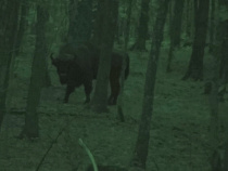 У границ Калининградской области впервые появился зубр (видео)