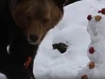 Для медведя из Калининградского зоопарка нафаршировали снеговика (видео)