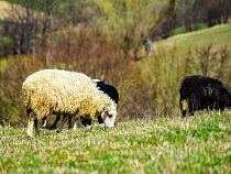 Овцевод заплатит 1,6 млн рублей за потраву посевов